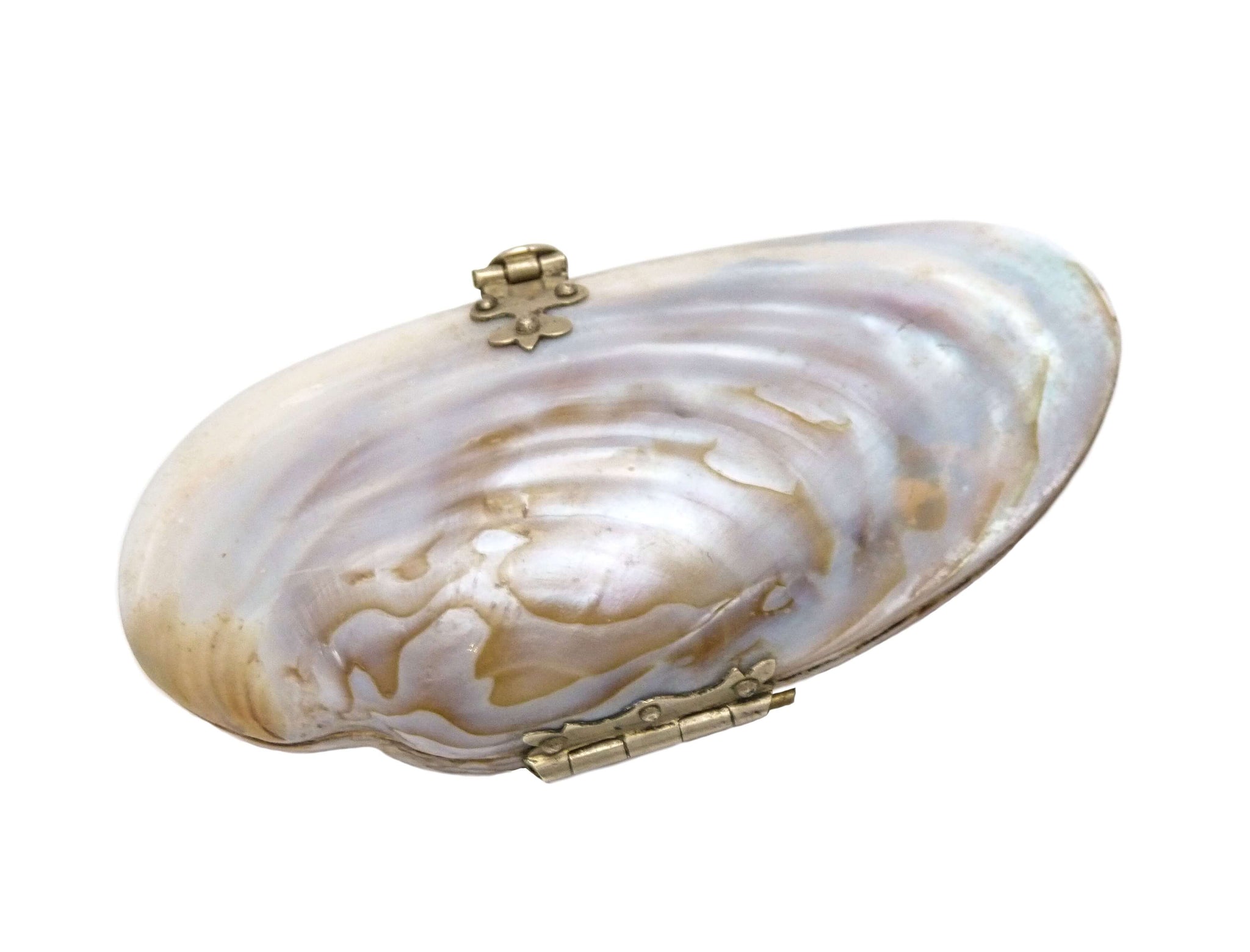 Antique Victorian, Shell Coin Purse, Late 1800s - Etsy